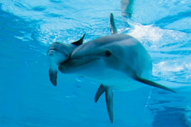 Cucciolo Delfino Parco Oltrermare Riccione Cucciolo Delfino Parco Oltrermare Riccione