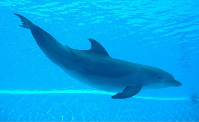 Delfino a Rimini Delfino a Rimini