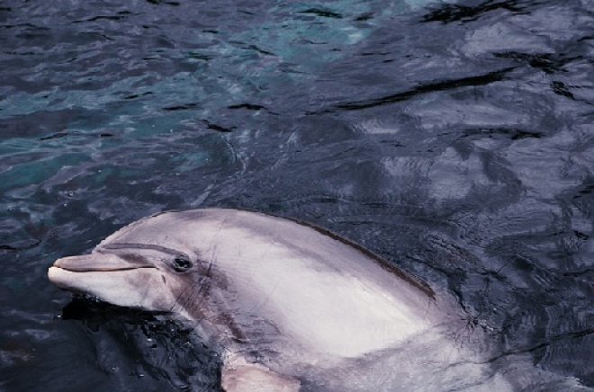 Delfino Mare Misano Adriatico Delfino Mare Misano Adriatico