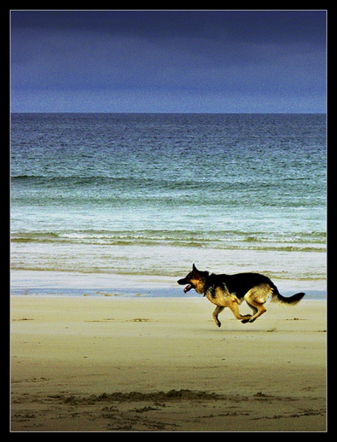 Dimostrazione Cani Guida Dimostrazione Cani Guida