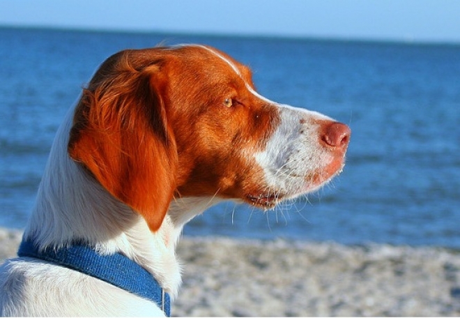 Dog Beach Riviera Romagnola Dog Beach Riviera Romagnola