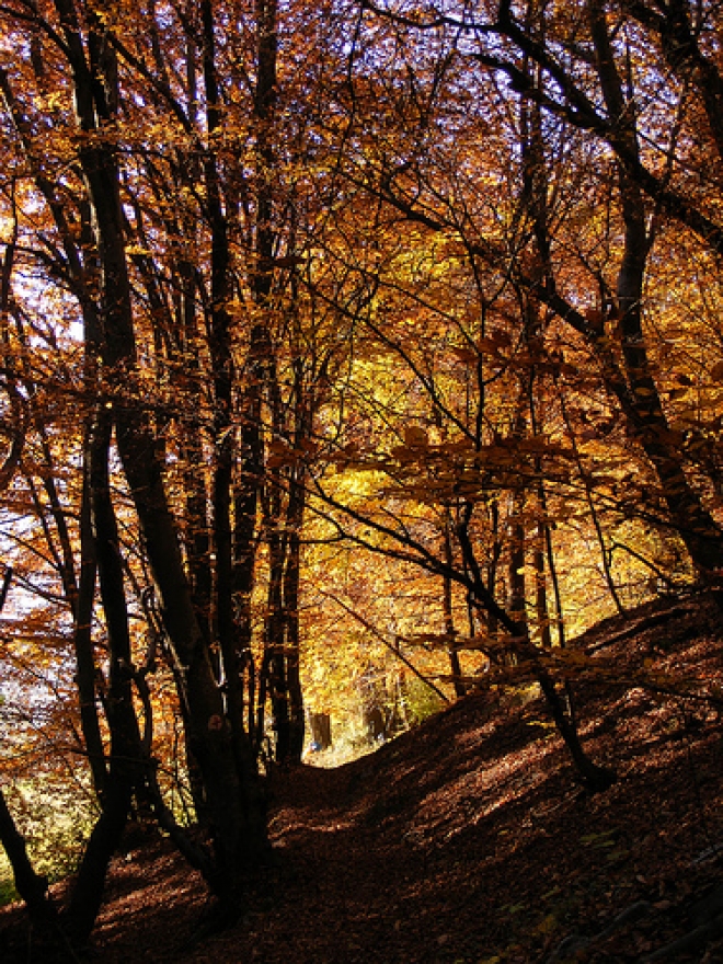 Escursioni Foresta della Lama Escursioni Foresta della Lama