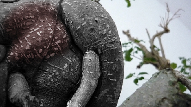 Esposizione sculture con Radici di alberi Esposizione sculture con Radici di alberi