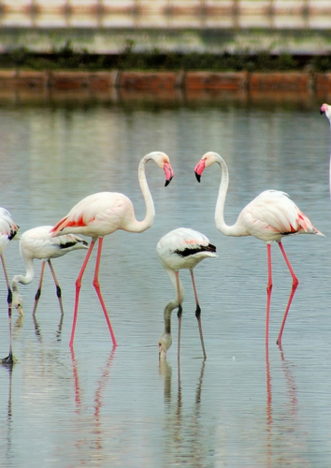 Fenicotteri nelle saline Cervesi Fenicotteri nelle saline Cervesi