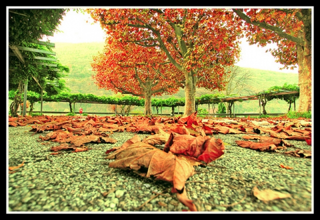 Fiera Autunno Roncofreddo Fiera Autunno Roncofreddo