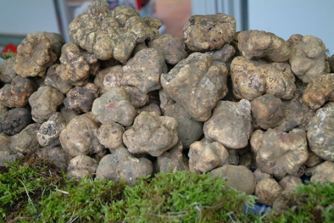 Fiera Tartufo Bianco Acqualagna Fiera Tartufo Bianco Acqualagna