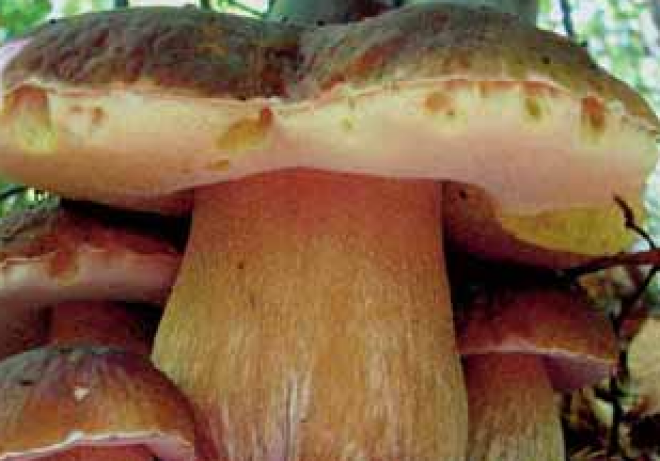 funghi funghi