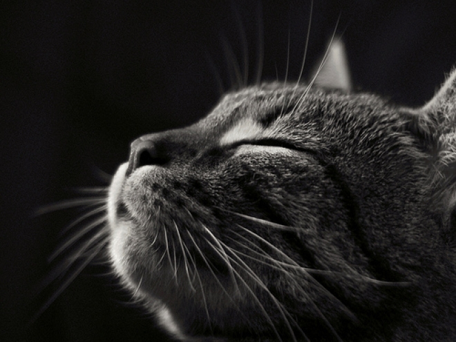 Incontri dedicati agli animali domestici Incontri dedicati agli animali domestici