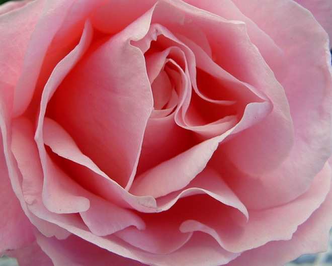 La staffetta rosa ad Alfonsine La staffetta rosa ad Alfonsine