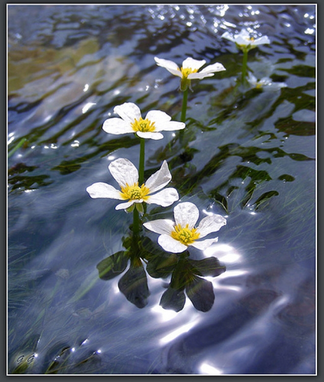 Maggio in Fiore