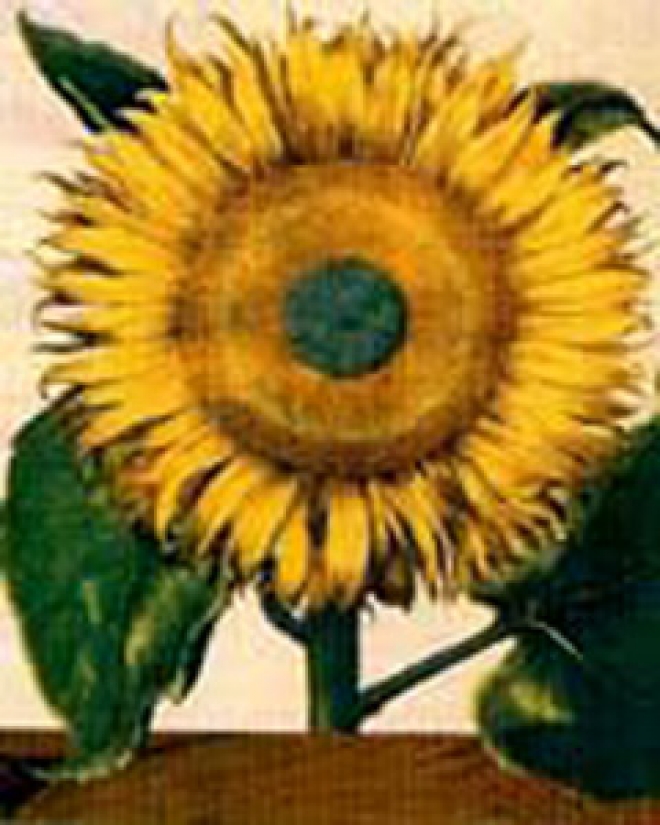 Mese della medicina naturale Alfonsine Mese della medicina naturale Alfonsine