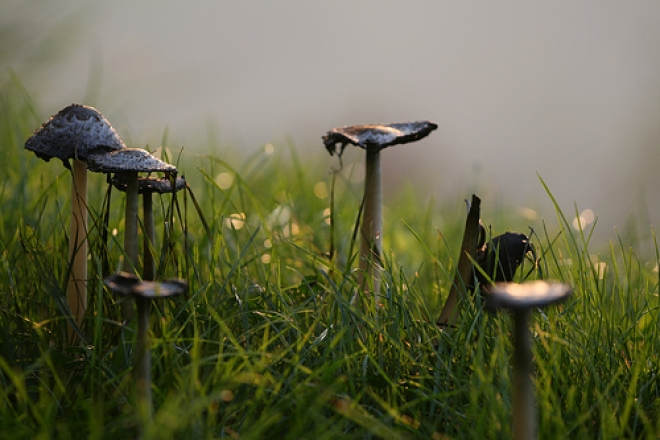 Mostra dei Funghi a San Marino Mostra dei Funghi a San Marino