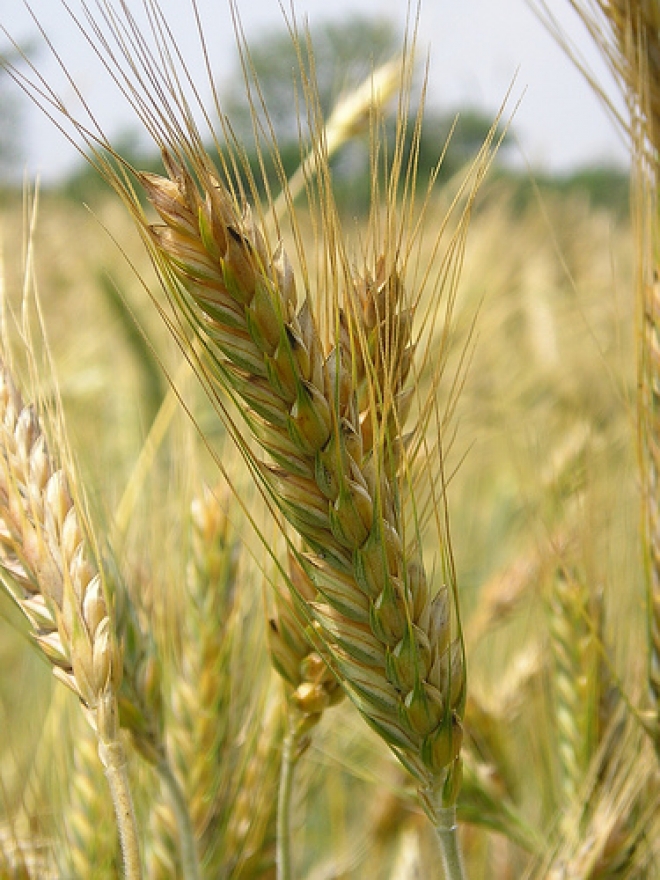 Mostramercato di prodotti tipici Mostramercato di prodotti tipici