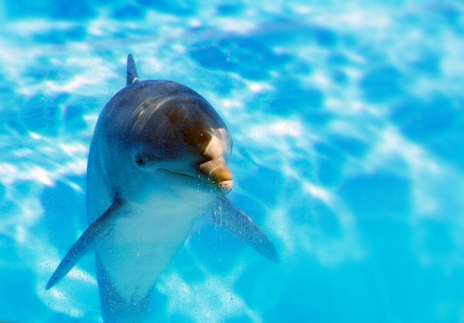 Nasce delfino al parco Oltremare