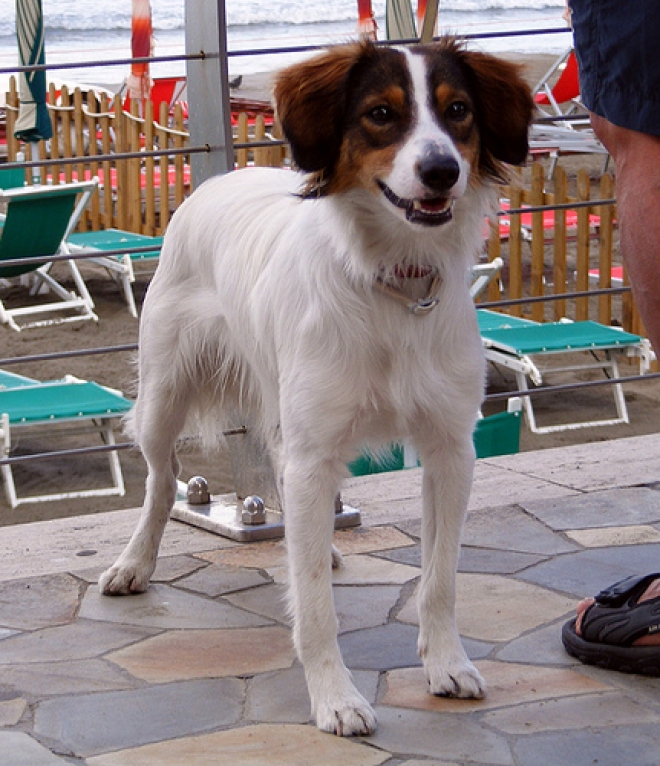 Pet therapy Pet therapy