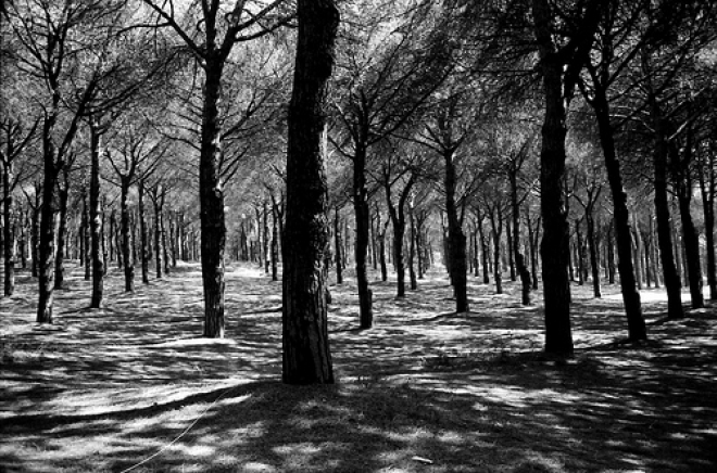 Pineta all’imbrunire Secondo appuntamento Pineta all’imbrunire Secondo appuntamento