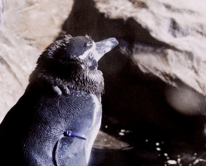 Pinguini Cambiano Piume Pinguini Cambiano Piume