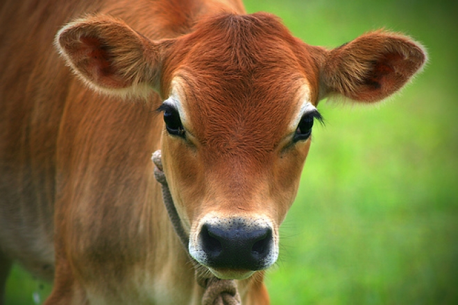 Premi per carne bovina romagnola Premi per carne bovina romagnola