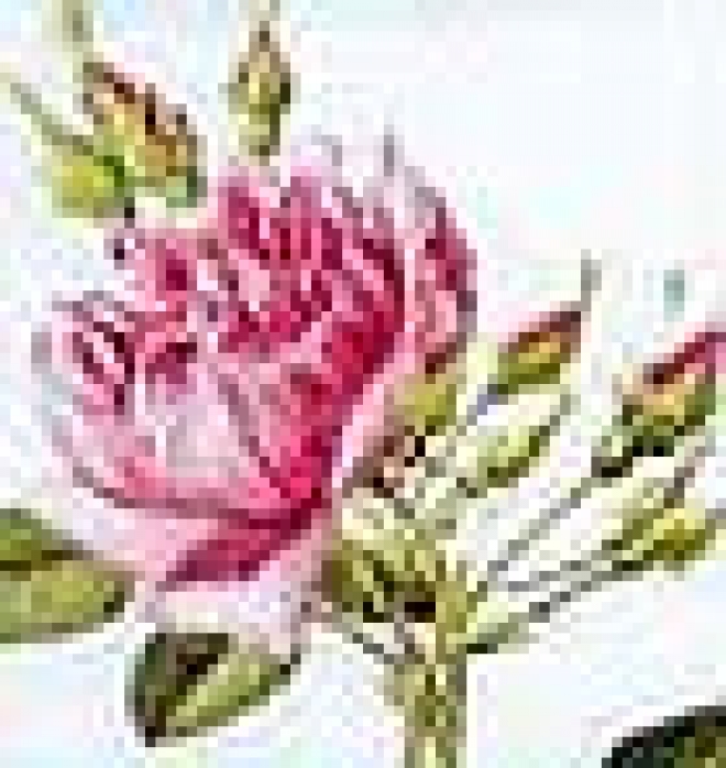 Rosa fresca aulentissima - Nuovi Giardini dal Medioevo
