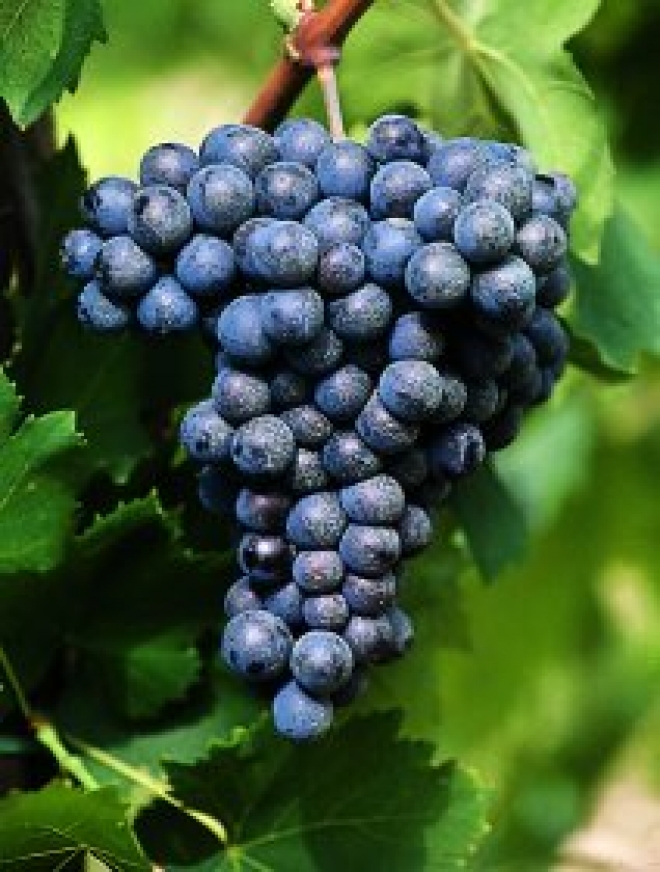Sangiovese Vino Doc Colli di Rimini Sangiovese Vino Doc Colli di Rimini