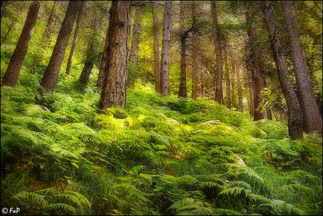 Sentiero della natura ripulito dai volontari Sentiero della natura ripulito dai volontari