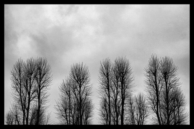 Serata sul tema Alberi, questi sconosciuti Serata sul tema Alberi, questi sconosciuti