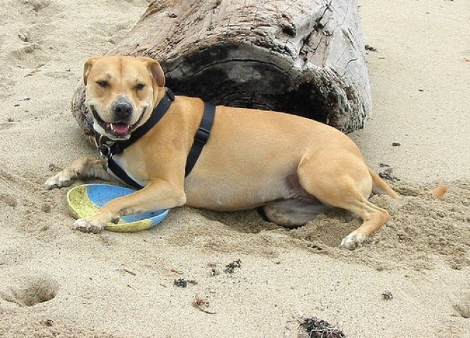 Spiagge Romagna Pet Friendly Spiagge Romagna Pet Friendly