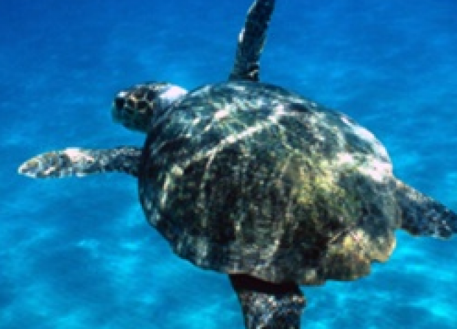 caretta caretta caretta caretta