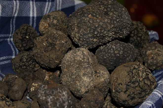 Turismo Tartufo Mondaino Turismo Tartufo Mondaino