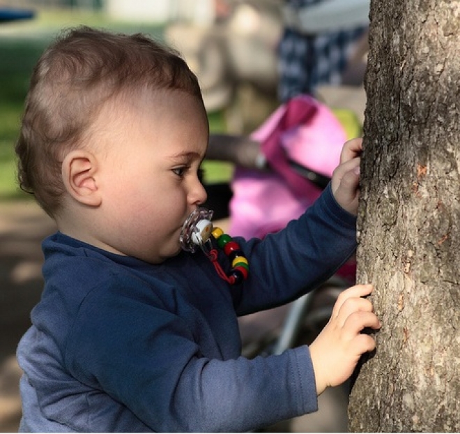 Un Albero Per Bambino Verucchio Un Albero Per Bambino Verucchio