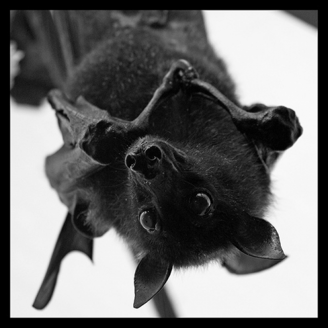 Un pipistrello ci salverà dalla zanzara tigre Un pipistrello ci salverà dalla zanzara tigre