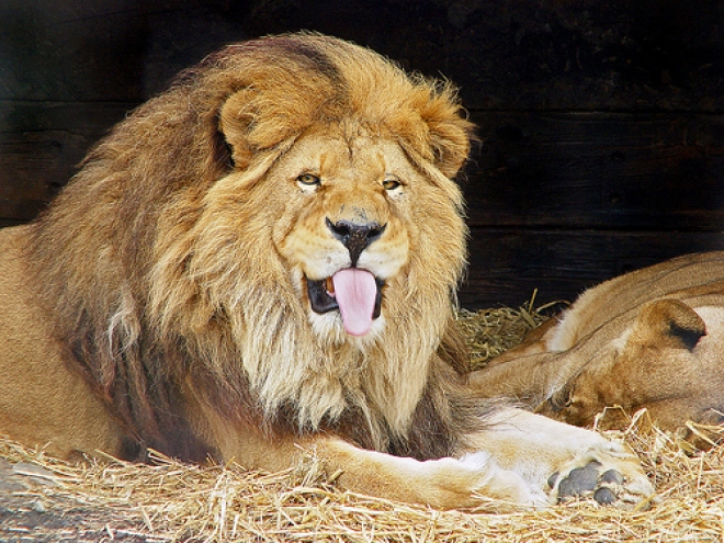Via libera allo zoo safari Via libera allo zoo safari