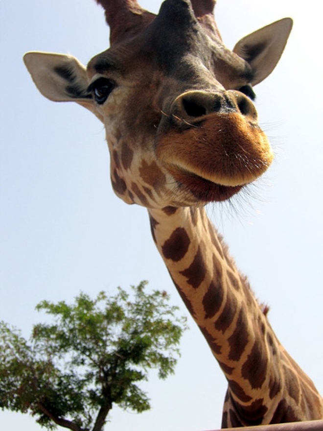 Zoosafari StandianaZoosafari Standiana Zoosafari StandianaZoosafari Standiana