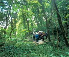 Gemmano: Riserva Naturale Orientata 123 ettari, tutelati per il loro indubbio valore naturalistico dato dalla presenza di una vegetazione densa e ricca, di una fauna con presenza di animali selvatici rari, di una geologia particolare con formazioni di gessi e calanchi