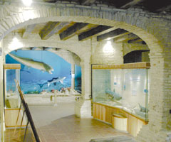 Museo Paleontologico di Mondaino