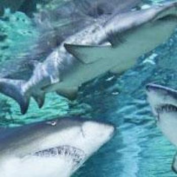 Squali Toro Acquario Cattolica