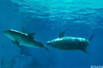 Video Zeus Cucciolo Delfino Parco Oltremare
